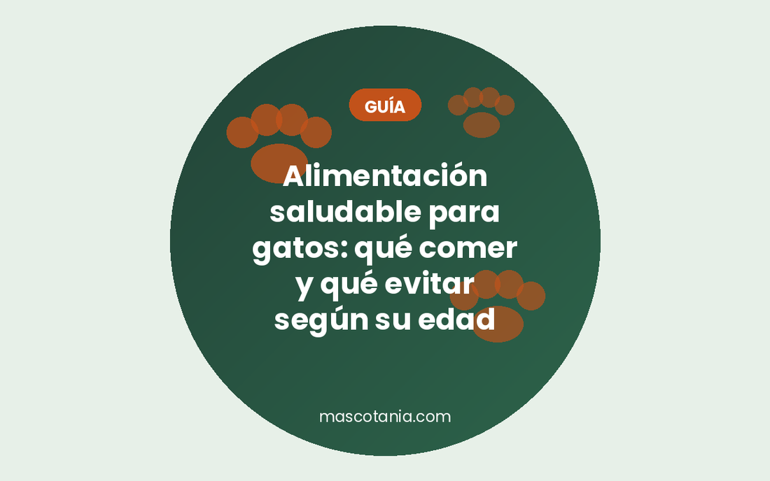 Alimentación saludable para gatos