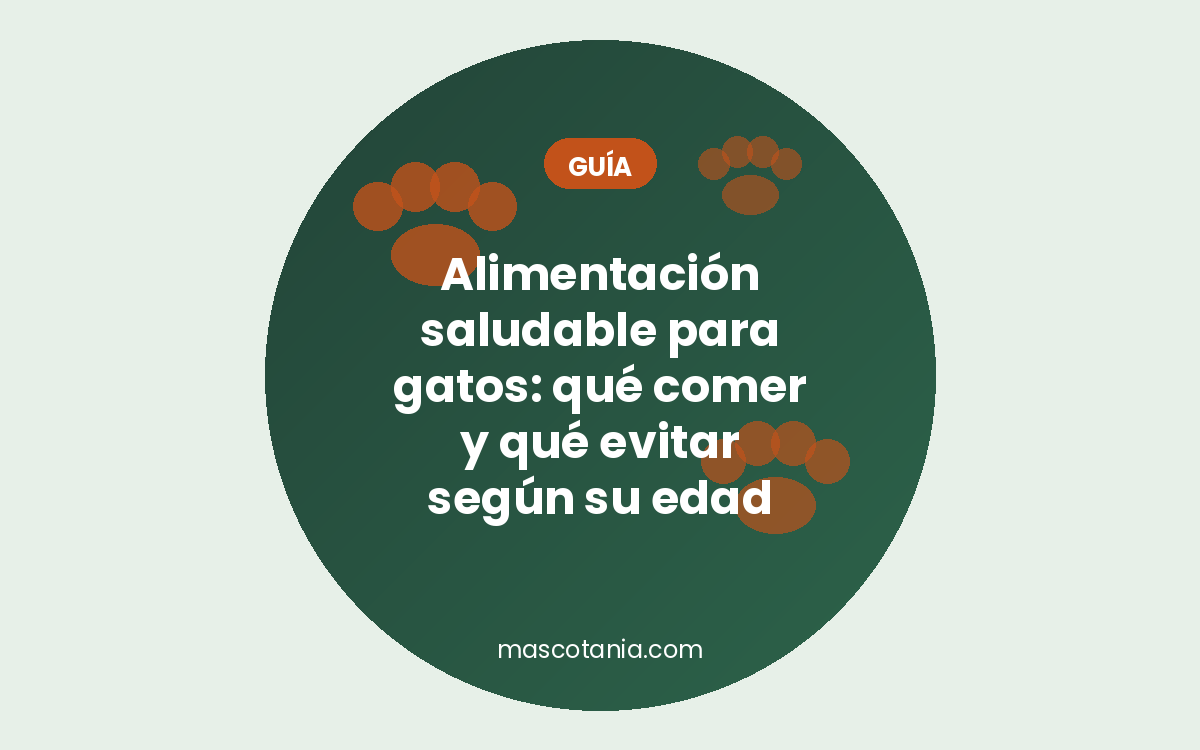 Alimentación saludable para gatos