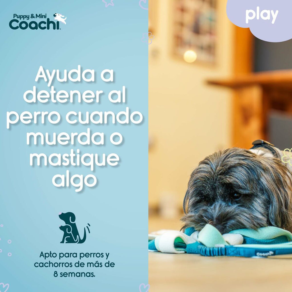 Juguete para perros Coachi Puppy & Mini Tuggi Spider Verde