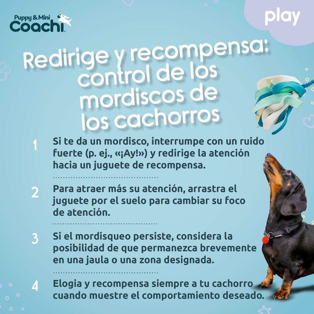 Juguete para perros Coachi Puppy & Mini Tuggi Spider Verde